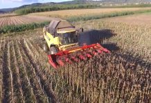 Proizvođačima suncokreta podrška od 7,8 din/kg za najviše 200 tona