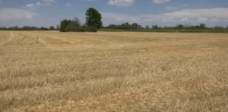 Nedimović obećao da neće biti zabrane izvoza suncokreta