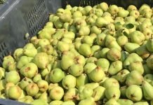 Gajenje kruške na savremen, ekonomski isplativ način