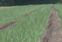 Uslovi neophodni za setvu zimskog luka