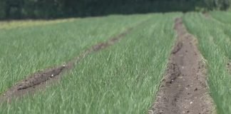 Uslovi neophodni za setvu zimskog luka