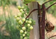 Zlatasto žutilo vinove loze – Simptomi i mere zaštite