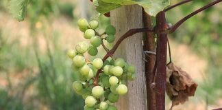 Zlatasto žutilo vinove loze – Simptomi i mere zaštite
