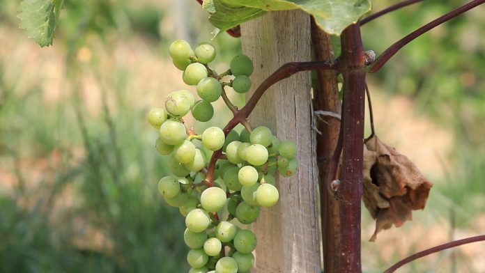 Rehuljavost i momičavost vinove loze