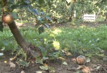 Kako sprečiti starenje voćaka