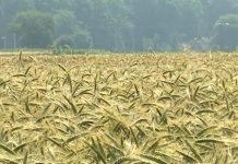 Zašto su tritikale bolje od pšenice