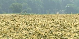 Zašto su tritikale bolje od pšenice