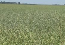 Priprema setve uljane repice