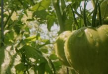 Faktori koji utiču na zalivanje biljaka