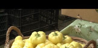 Bijeljina – Ponuda zimnice na Zelenoj pijaci