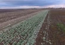 Kupusov moljac, kukuruzna sovica i bela kupusna mušica