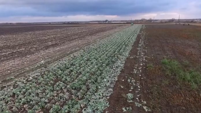 cabbage