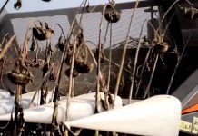 Kvalitetnim agrotehničkim merama dobija se i kvalitetnija žetva suncokreta