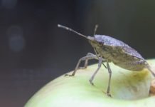 Braon mramoraste stenice primećene u zasadima jabuke