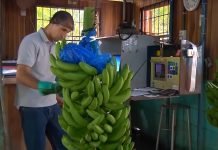 Raste proizvodnja banana u Evropi