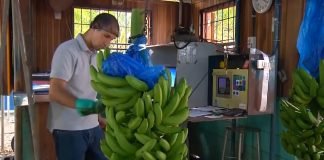 Raste proizvodnja banana u Evropi