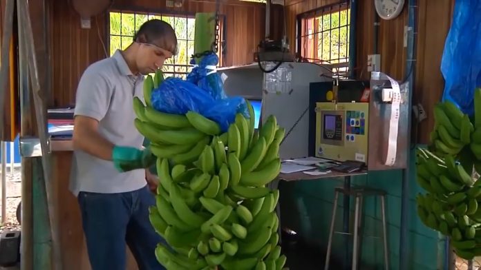 Banane