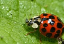 Suzbijanje lisnih vaši uz pomoć bubamara