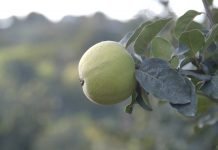 Kako proizvesti najpitkiju dunjevaču?