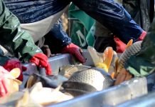 Podrška ribarstvu kroz IPARD 3 program