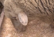 Ishrana priplodnih ovaca