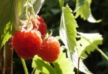 Opao izvoz zamrznute maline iz Srbije