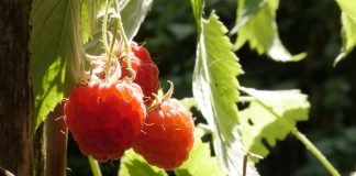Opao izvoz zamrznute maline iz Srbije