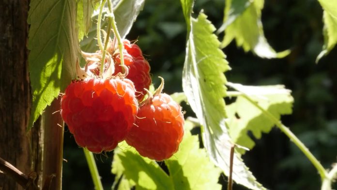 Izvoz maline