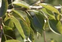 Kruška – Za visok prinos pravovremena prihrana