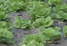 Konkurs za dodelu sredstava za sufinansiranje troškova kontrole i sertifikacije organskih proizvoda