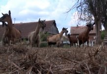 Pravilna ishrana koza