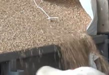 Robne rezerve – Kilogram semenske pšenice za 1,8 kg merkantilne