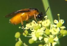 Uljana repica – Opasnost od repičine lisne ose, lisne vaši i buvača