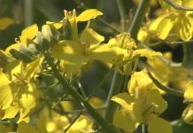 Kako do većeg prinosa uljane repice