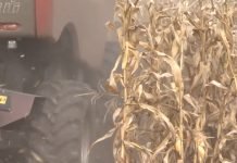 Prinos kukuruza znatno niži u odnosu na višegodišnji prosek