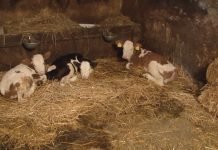 Podsticaji za priplodna grla