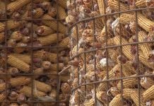 Prvo sušenje pa skladištenje kukuruza