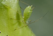 Zaštita strnih žita od biljnih vaši i cikada