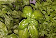 Bosiljak u organskoj proizvodnji