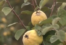 Saveti za uzgoj dunje