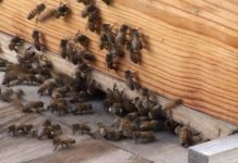 Nabavka pčelinjih rojeva – Kamatna stopa 1% na godišnjem nivou, rok vraćanja četiri godine