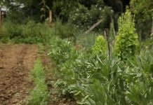 Setva ozimog povrća