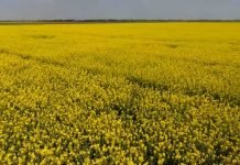 Uljana repica – korovi i štetočine napadaju biljke