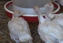 Saveti za uzgoj ćurića