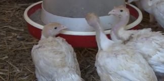 Saveti za uzgoj ćurića