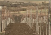 Podmlađivanje čokota