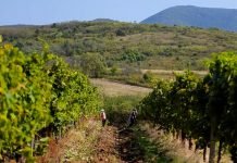 Osnovno đubrenje u vinogradu obaviti u decembru