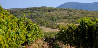 Osnovno đubrenje u vinogradu obaviti u decembru
