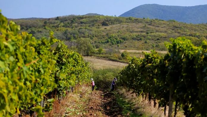 Vinograd