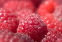 Hladnjačari najavljuju nižu cenu malina, proizvođači najavljuju tužbe